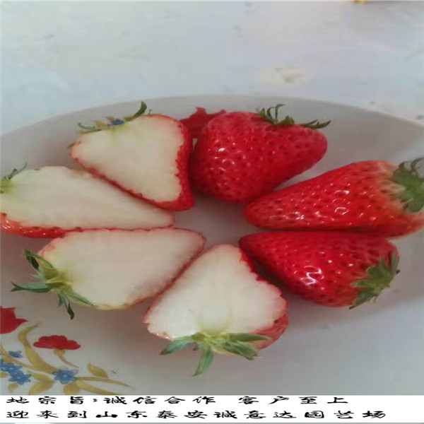 艳丽草莓苗广西防城港目前适合种植什么品种