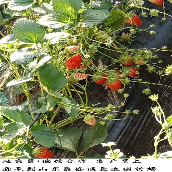 高标准的日本99草莓苗,装车价格日本99草莓苗