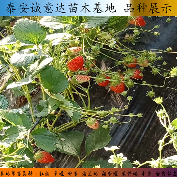 湖北奶油口味草莓苗便宜报价