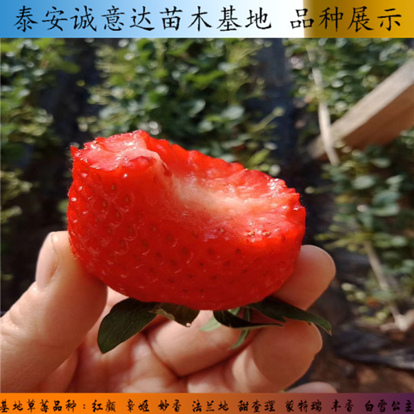 江苏连云港桃子口味草莓苗便宜报价,r7号草莓苗