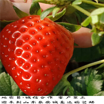 章姬草莓苗，哪里有品种纯久香草莓苗