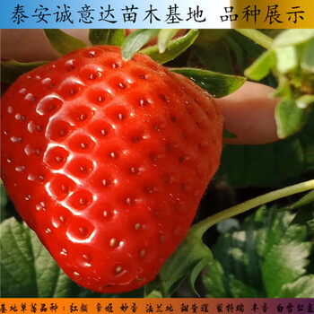江苏连云港越心草莓苗2018年价格,红颊草莓苗