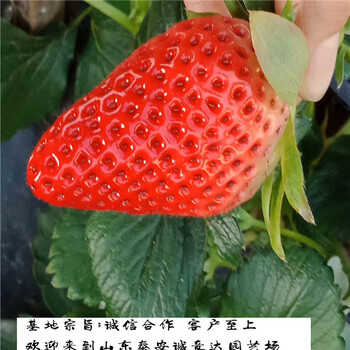 皇冠一号草莓苗怎么分辨哪里有甜茶里草莓苗