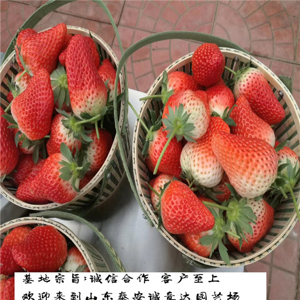 安娜草莓苗2018年报价哪里批发甜宝草莓苗