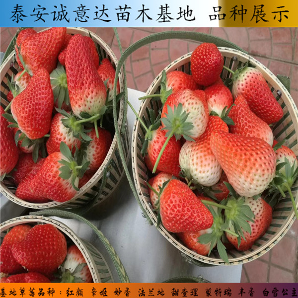 林玉草莓苗，哪里有品种纯久香草莓苗