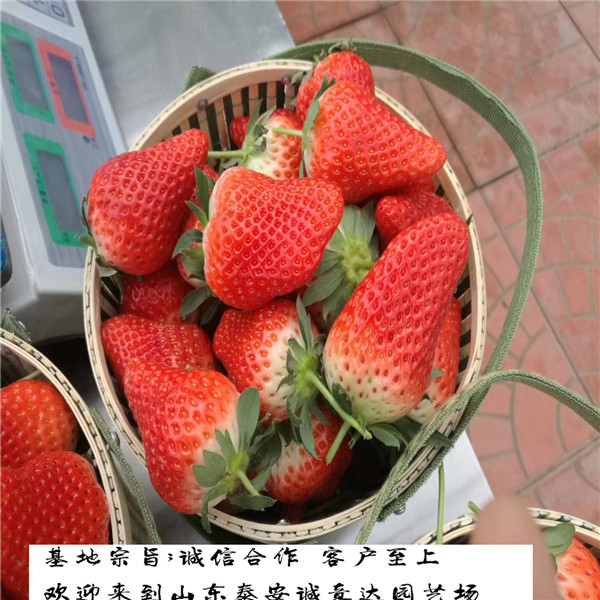 七步香草莓苗2018哪里便宜哪里卖甜茶里草莓苗