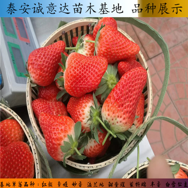 奶油口味草莓苗口感如何，品种的菠萝草莓苗