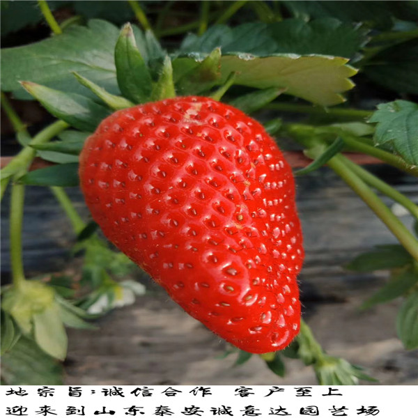 京桃香草莓苗2018年报价哪里卖红颜草莓苗