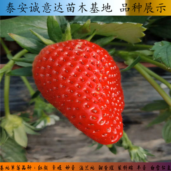 大量出售菠萝口味草莓苗挖苗哪里价格便宜