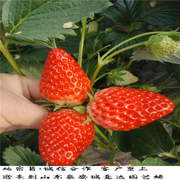 菠萝口味草莓苗云南玉溪目前适合种植什么品种