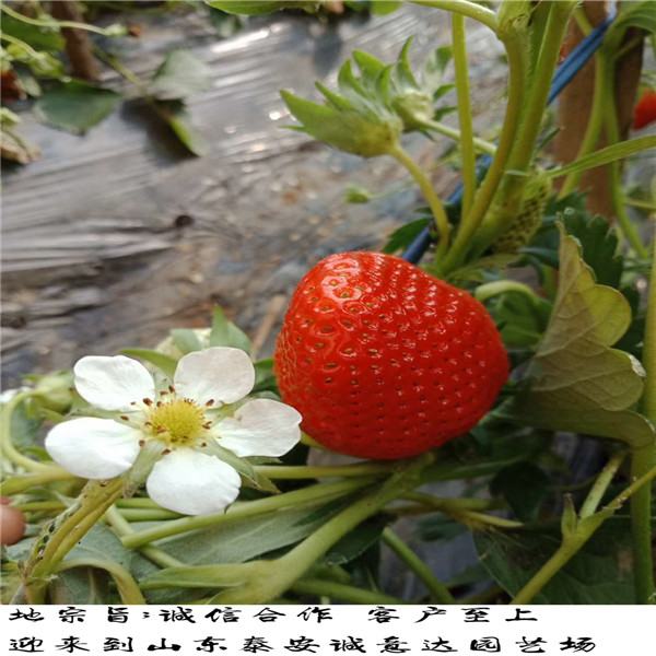 美王四季草莓苗，哪里培育甜宝草莓苗