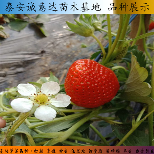 奶油口味草莓苗湖北宜昌目前适合种植什么品种