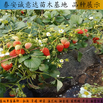 甘王草莓苗，什么地方出售京桃香草莓苗