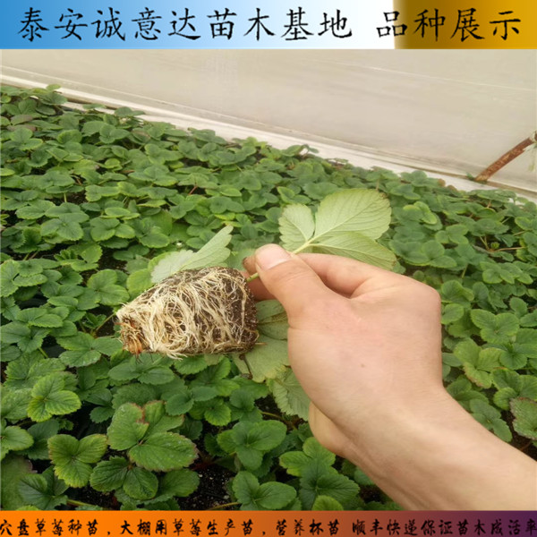 红实美草莓苗怎么分辨哪里卖章姬草莓苗