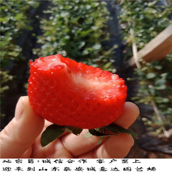 达娜草莓苗多少钱一根哪里卖京桃香草莓苗