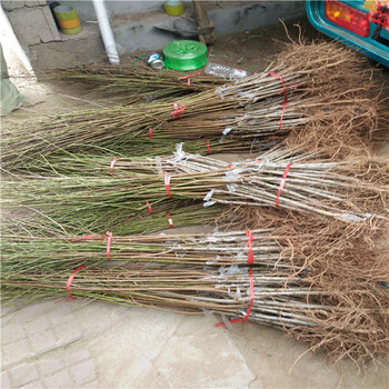 什么地方有風(fēng)味太后桃哪里有批發(fā)的