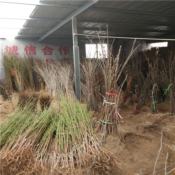 培育風(fēng)味太后桃種植技術(shù)