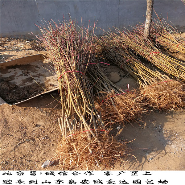 內(nèi)風(fēng)味太后桃矮化嫁接優(yōu)點(diǎn)