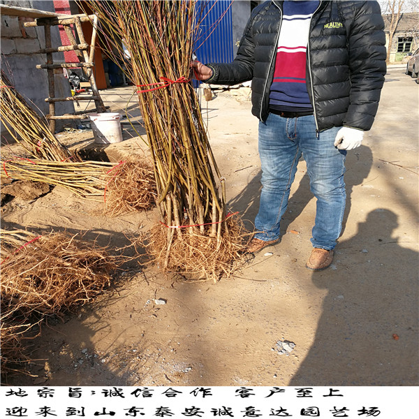 什么地方有風(fēng)味太后桃哪里有批發(fā)的