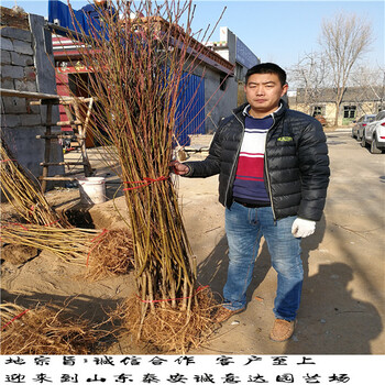 哪里有風(fēng)味太后桃那里便宜
