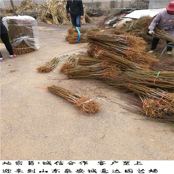 紫金早油蟠四川哪里有種植