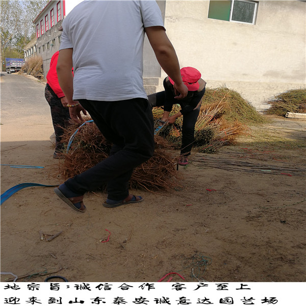 紫金早油蟠廣東什么地方出售