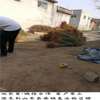 紫金早油蟠重慶什么地方有