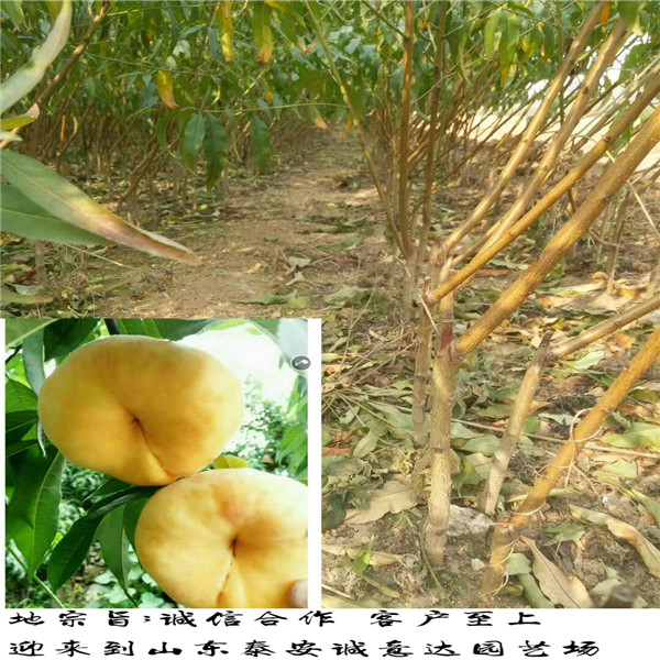 周邊哪里有風(fēng)味太后桃哪里賣(mài)的便宜