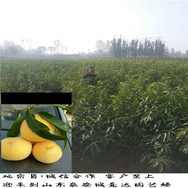 品質(zhì)好價格低的風(fēng)味太后桃那里便宜