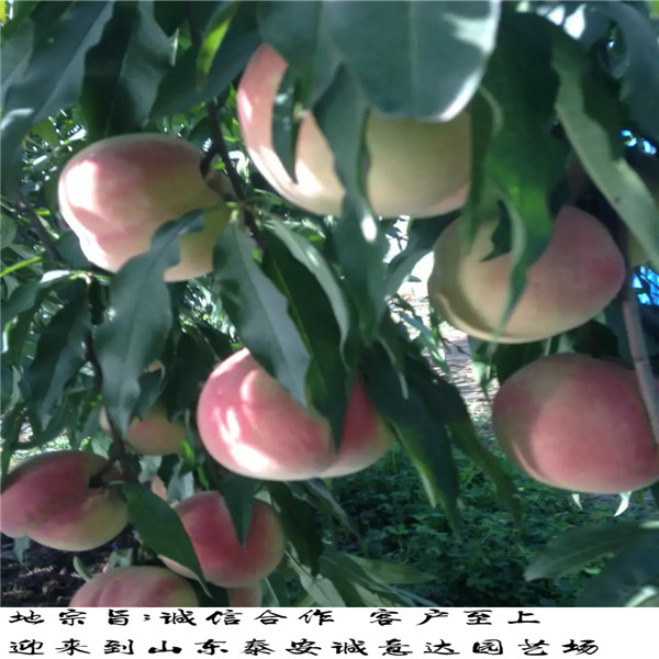 也批發(fā)風味太后桃定苗熱線