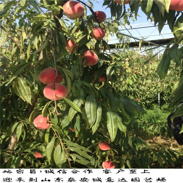 品質(zhì)好價格低的風(fēng)味太后桃那里便宜