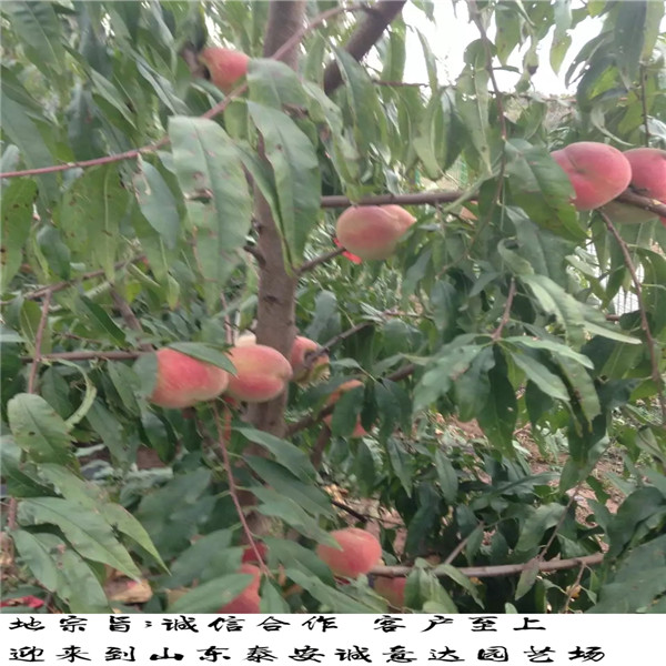 紫金早油蟠四川哪里有種植