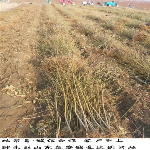 紫金早油蟠云南哪里賣(mài)