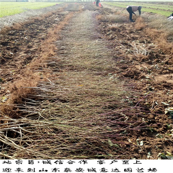黃金蟠桃17號福建