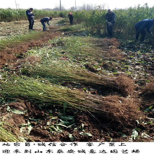 江西早碩蜜蟠桃贈送種植資料