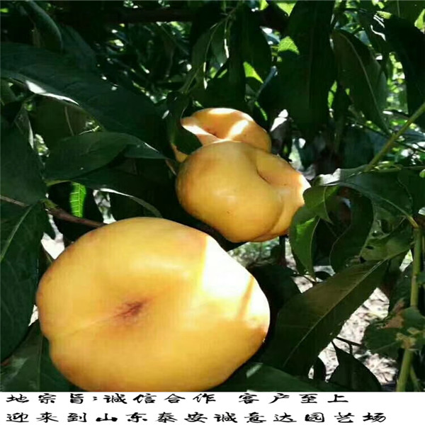 哪里出售風味太后桃價格多少