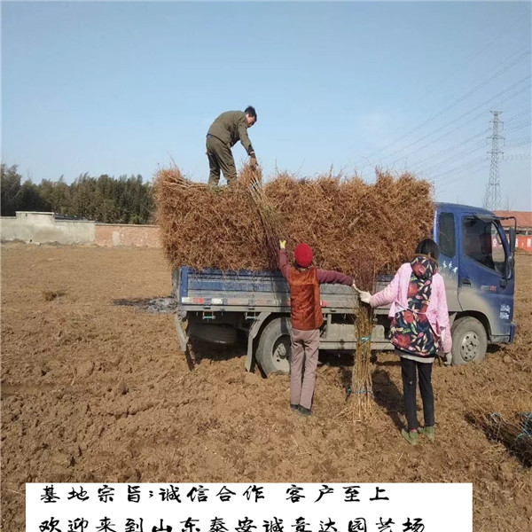 紫金早油蟠廣東什么地方出售