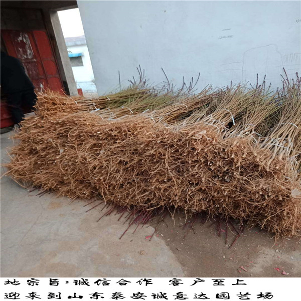 廣東紫金早油蟠技術(shù)