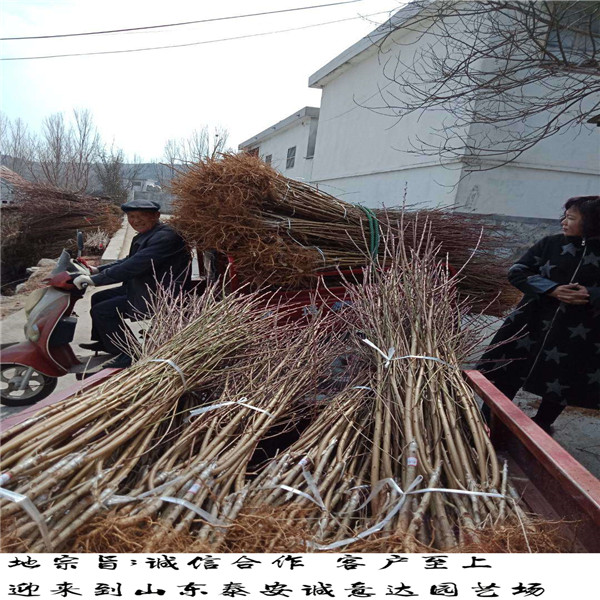 紫金早油蟠江西培育