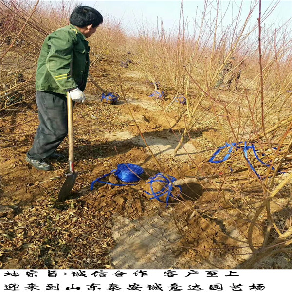 批發(fā)風(fēng)味太后桃今年價(jià)格