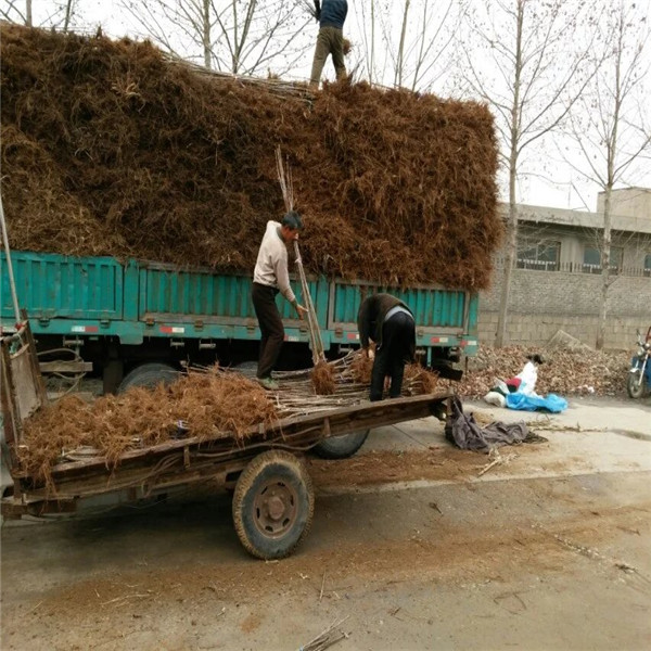 辽宁大青叶柘木主要产地