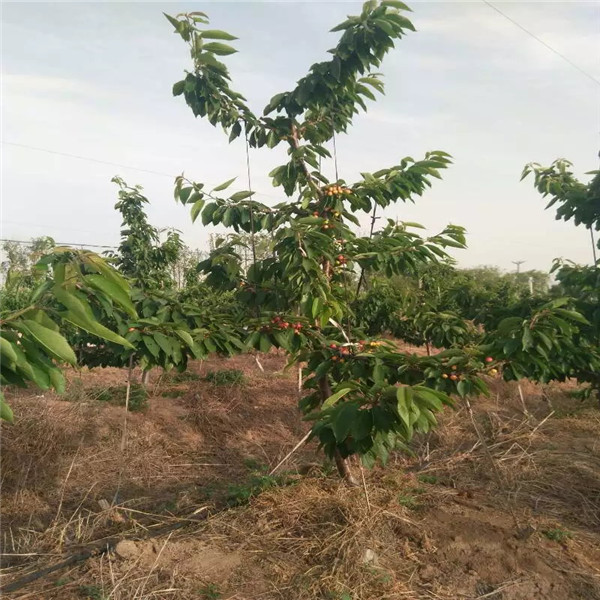 甘肃考特砧木大型基地