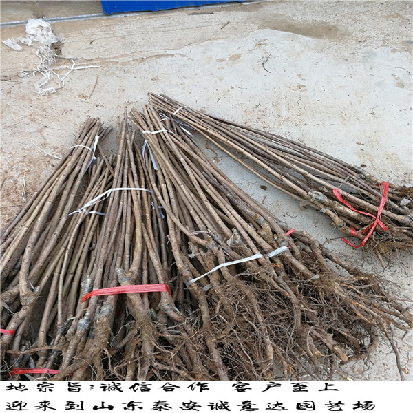 陜西馬哈利柘木種植時(shí)間