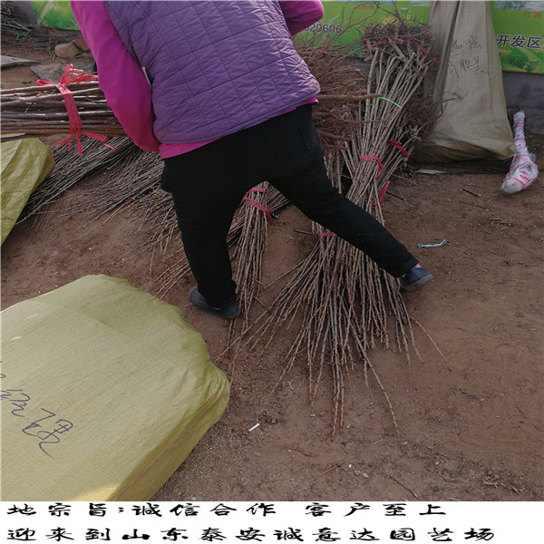 內(nèi)蒙古吉塞拉5號(hào)砧木哪里賣(mài)苗質(zhì)量好