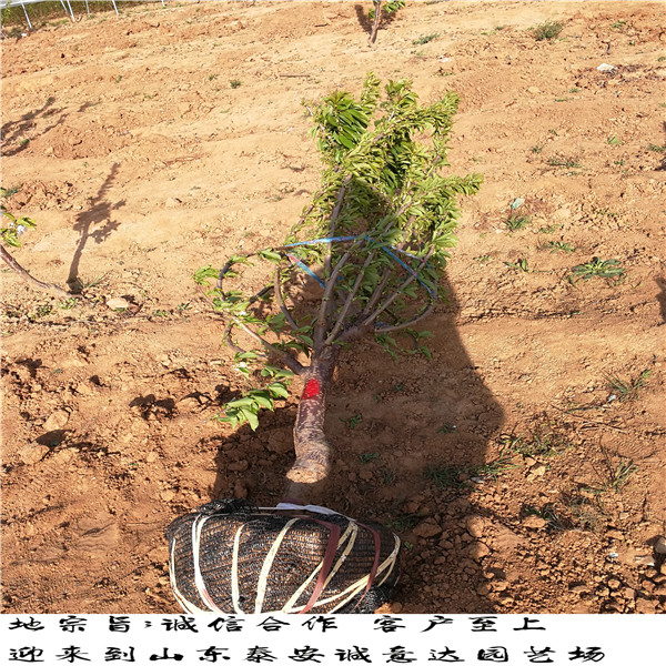 广西吉塞拉5号砧木大型基地