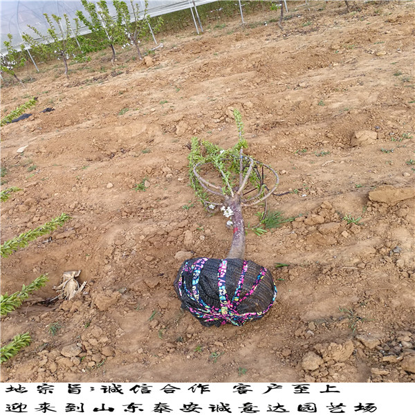 西藏吉塞拉6號砧木成熟時(shí)間