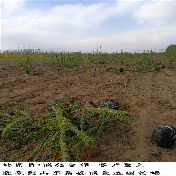 山東蘭丁2號(hào)砧木掛果時(shí)間