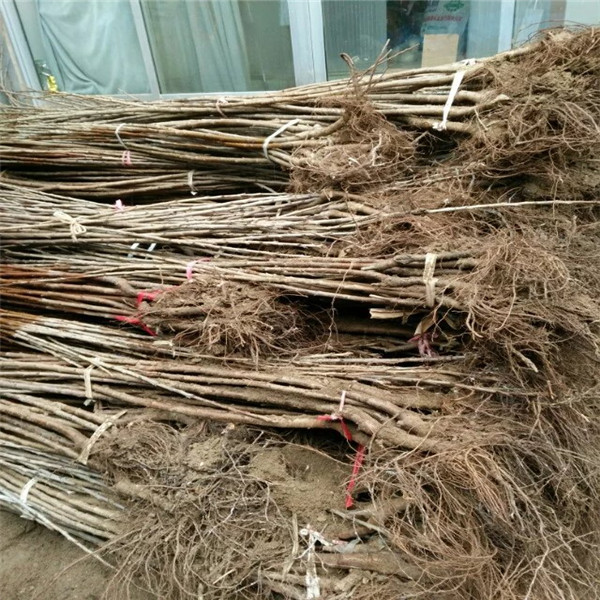 江蘇吉塞拉5號砧木成品苗