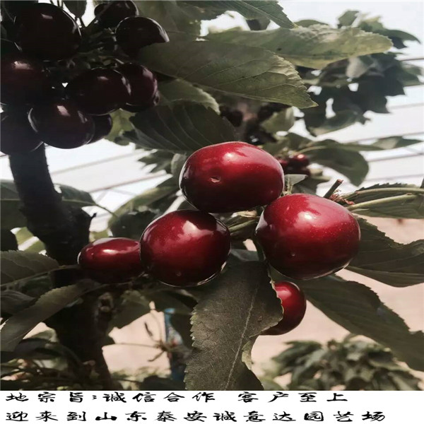 甘肅大青葉柘木掛果時間
