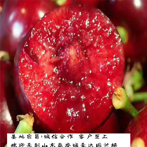 福建蘭丁砧木今年報價
